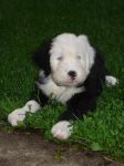 puppy pix 020.jpg