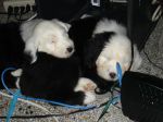 puppy pix 038.jpg