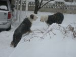 sherm and sophie in the snow.JPG