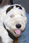 Halloween Dogs 2010 006.JPG