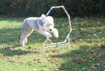 Halloween Dogs 2010 030.JPG