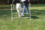 Halloween Dogs 2010 039.JPG