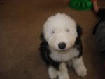 nellie 003.jpg