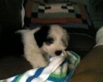 Riley 8 weeks.jpg
