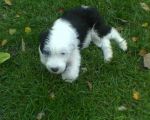 riley newer.jpg