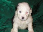 small_male_8_29_06_001.jpg
