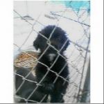 blacky.jpg