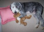 Filename : murphy 004.jpg
Filesize : 750KB
Dimensions : 2576x1932
Date added : Sep 24, 2006 murphy 004.jpg