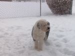 snow dog.jpg