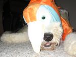 Finnegan_s 1st Halloween 005.jpg