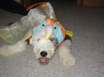 Finnegan_s 1st Halloween 008.jpg