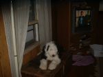 Hazel at window.jpg