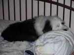 Georgie sleeping.jpg