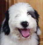 Laughing George (2).jpg
