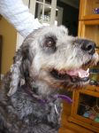 dragon dogs 024.jpg