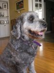 dragon dogs 027.jpg