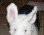 bunny ears.jpg