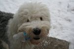 snowy face.jpg