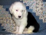 new_puppy_pics_044.jpg