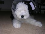 Wilson 19 wks 2.JPG