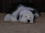 Wilson 19 wks 3.JPG