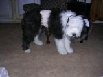 Wilson 19 wks.JPG