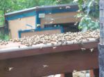 bees swarming 005.JPG