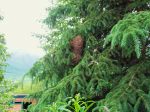 beeswarm 001.JPG