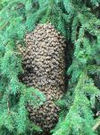 beeswarm 002.JPG