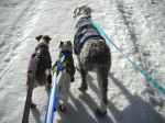 bert and pups on trail.jpg