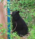 blackbear 002.JPG