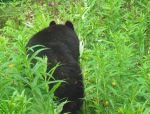 blackbear 007.JPG
