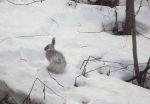 bunny 001.JPG