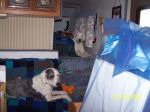 girdwood 010.jpg