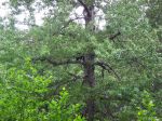 girdwood 2012 010.JPG