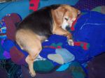 girdwood etc 001.JPG