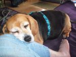 mostly Gertie 015.JPG