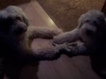 puppy-2-_16.jpg
