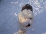 puppy-2-_48.jpg
