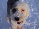 puppy-2-_49.jpg