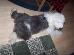 puppy-2-_59.jpg