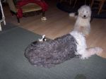 puppy-2-_67.jpg