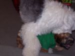 xmas 2007 028.JPG