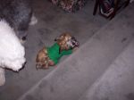xmas 2007 042.JPG