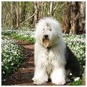 Avatar OiN, Hasselskogen p Vasser..JPG