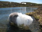 Grevsjen, snebasing. 2011-06-04 008.JPG