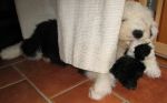 Sancho 9-10 uker. 014.jpg