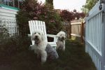 bailey & emmett in front.jpg