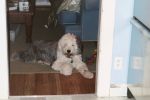 bailey chillin_.jpg