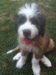 Baby Kahlua.jpg
